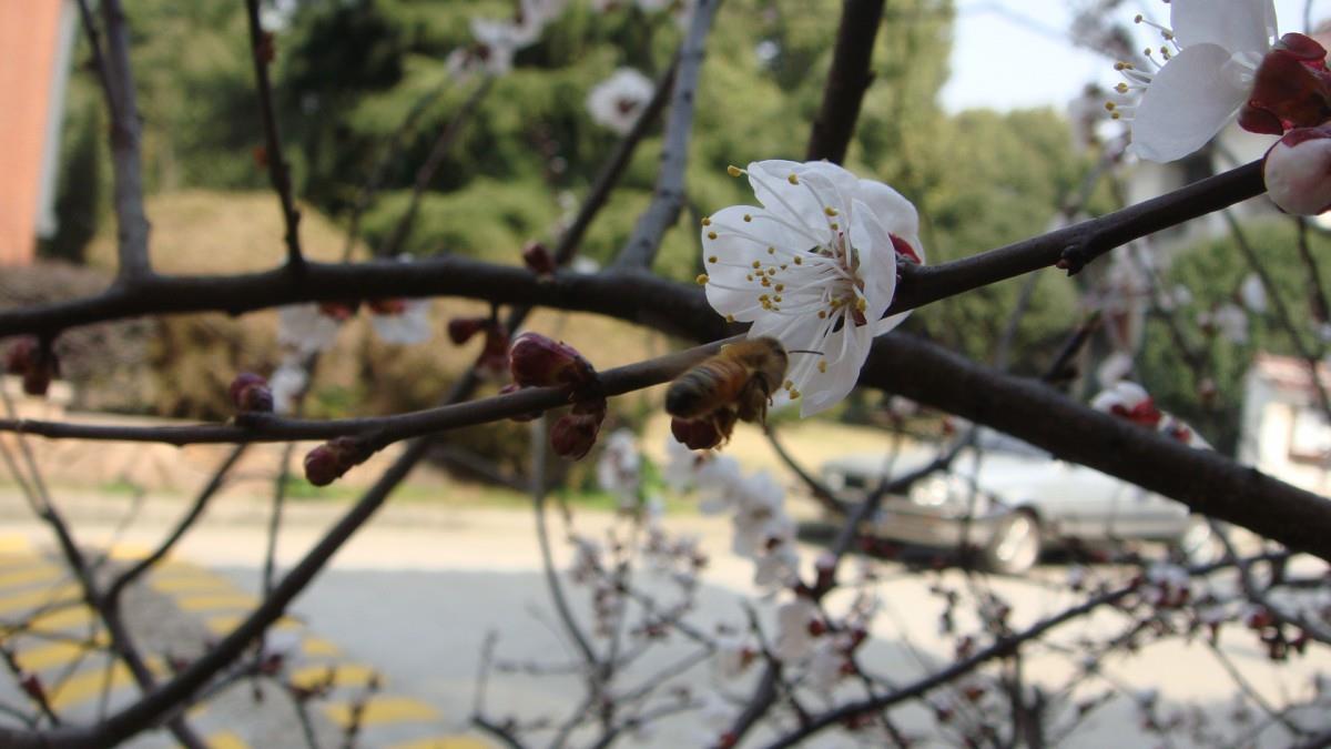 洁白的杏花图片