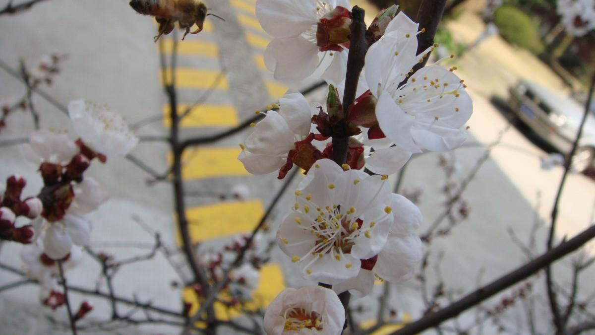 洁白的杏花图片