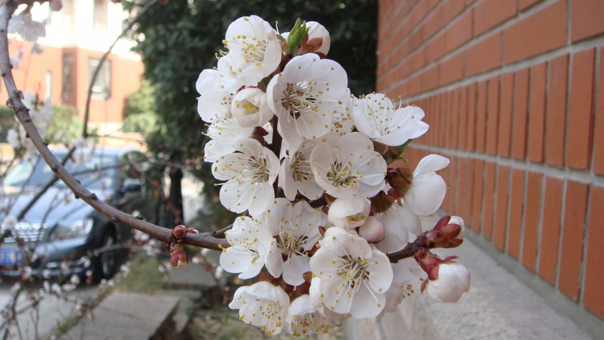 洁白的杏花图片