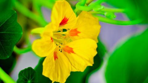 旱金莲美丽花朵图片