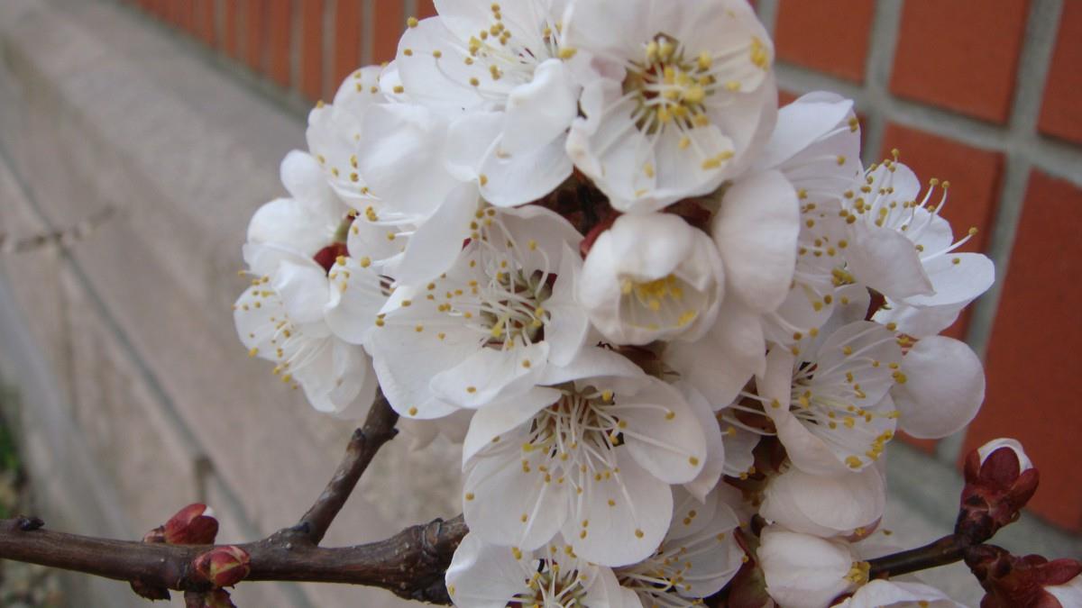 洁白的杏花图片