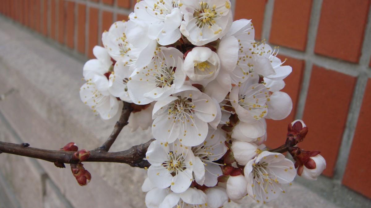 洁白的杏花图片