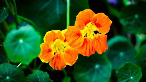 旱金莲美丽花朵图片