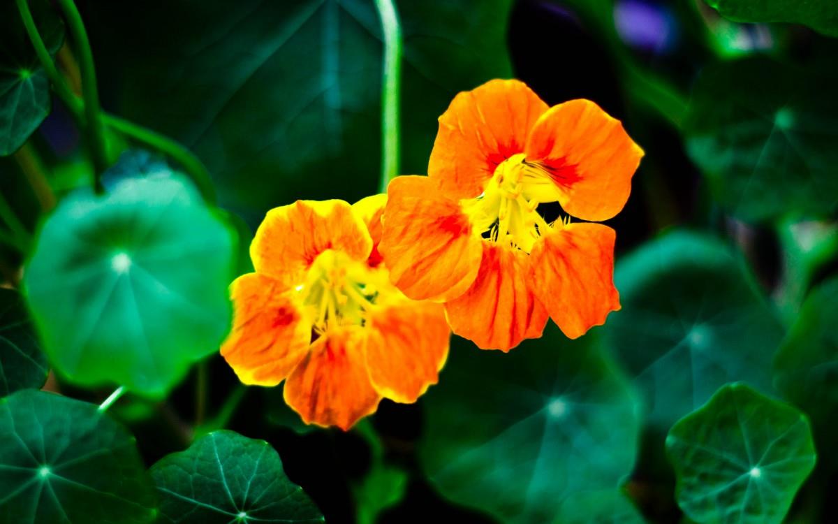 旱金莲美丽花朵图片