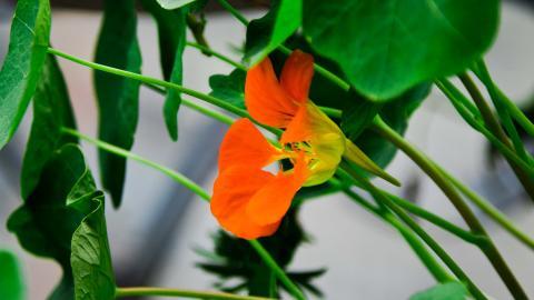 旱金莲美丽花朵图片