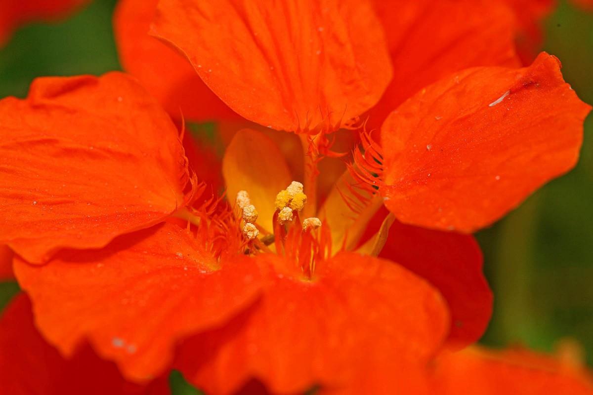 旱金莲美丽花朵图片