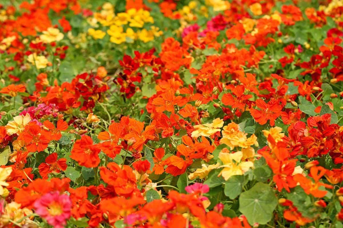 旱金莲美丽花朵图片