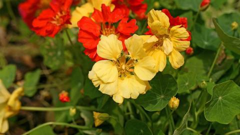 旱金莲美丽花朵图片