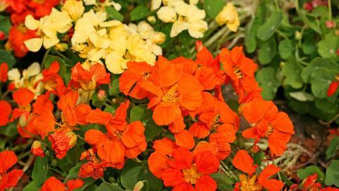 旱金莲美丽花朵图片