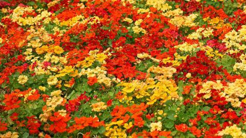 旱金莲美丽花朵图片