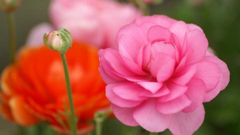 色彩艳丽的鲜花特写图片