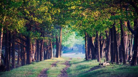 乡间小道风景图片