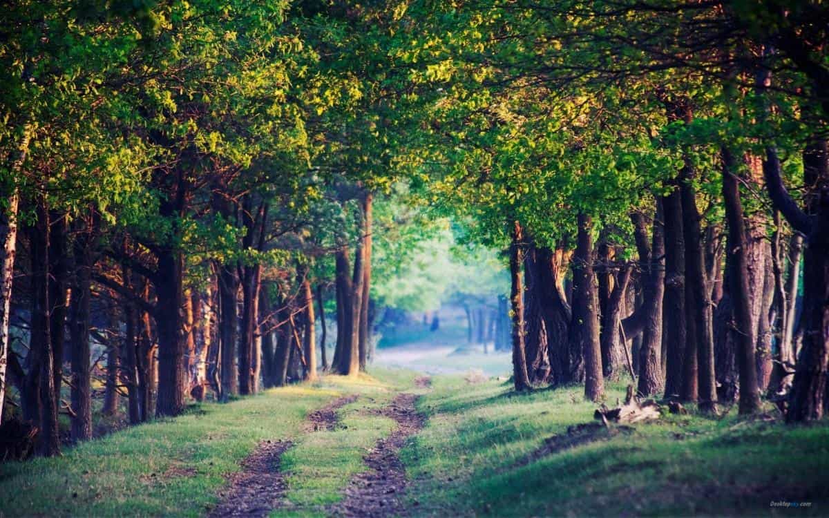 乡间小道风景图片