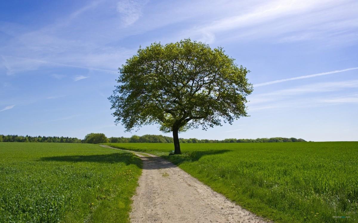 乡间小道风景图片