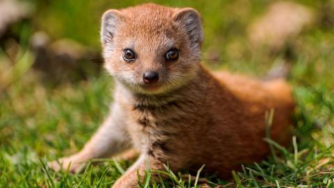 高清猫鼬图片