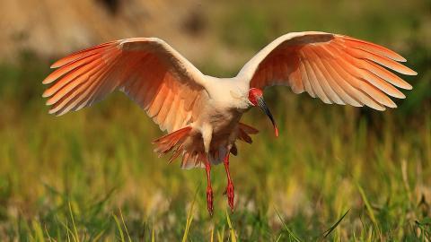 吉祥之鸟朱鹮图片