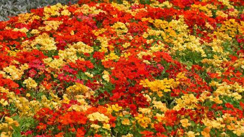 旱金莲美丽花朵图片