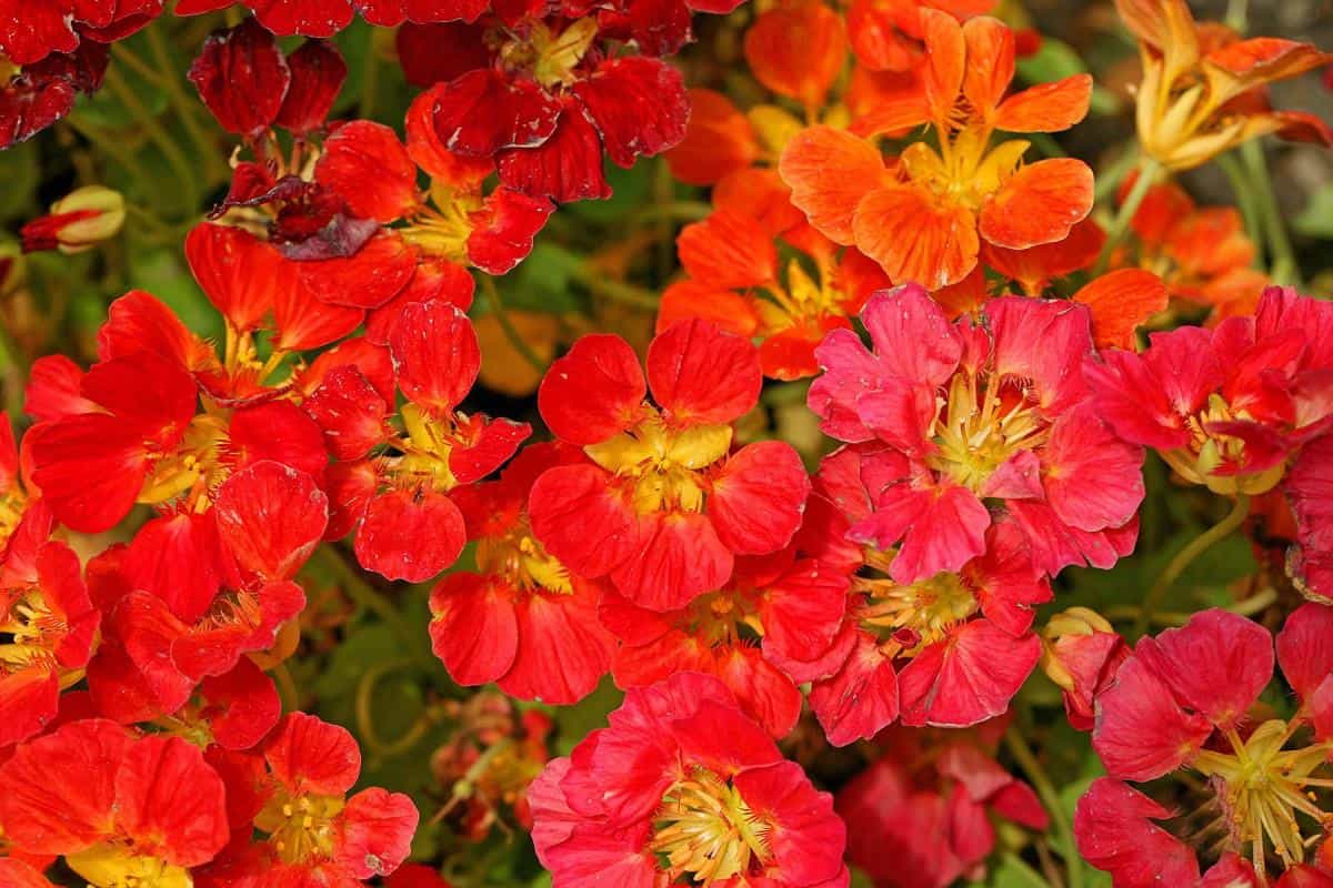 旱金莲美丽花朵图片