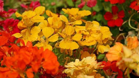 旱金莲美丽花朵图片