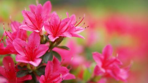 色彩艳丽的鲜花特写图片