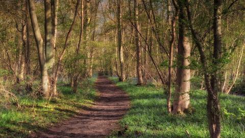 乡间小道风景图片