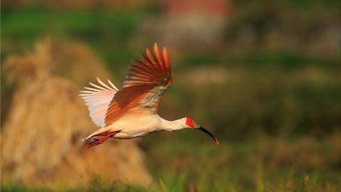 吉祥之鸟朱鹮图片