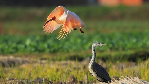 吉祥之鸟朱鹮图片