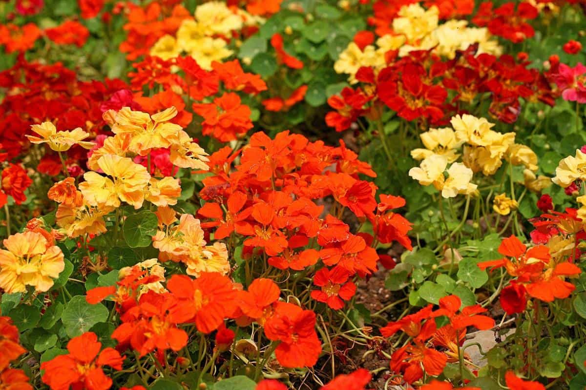 旱金莲美丽花朵图片