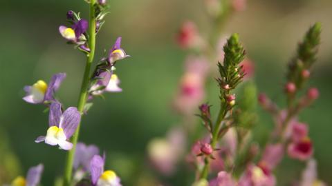 色彩艳丽的鲜花特写图片