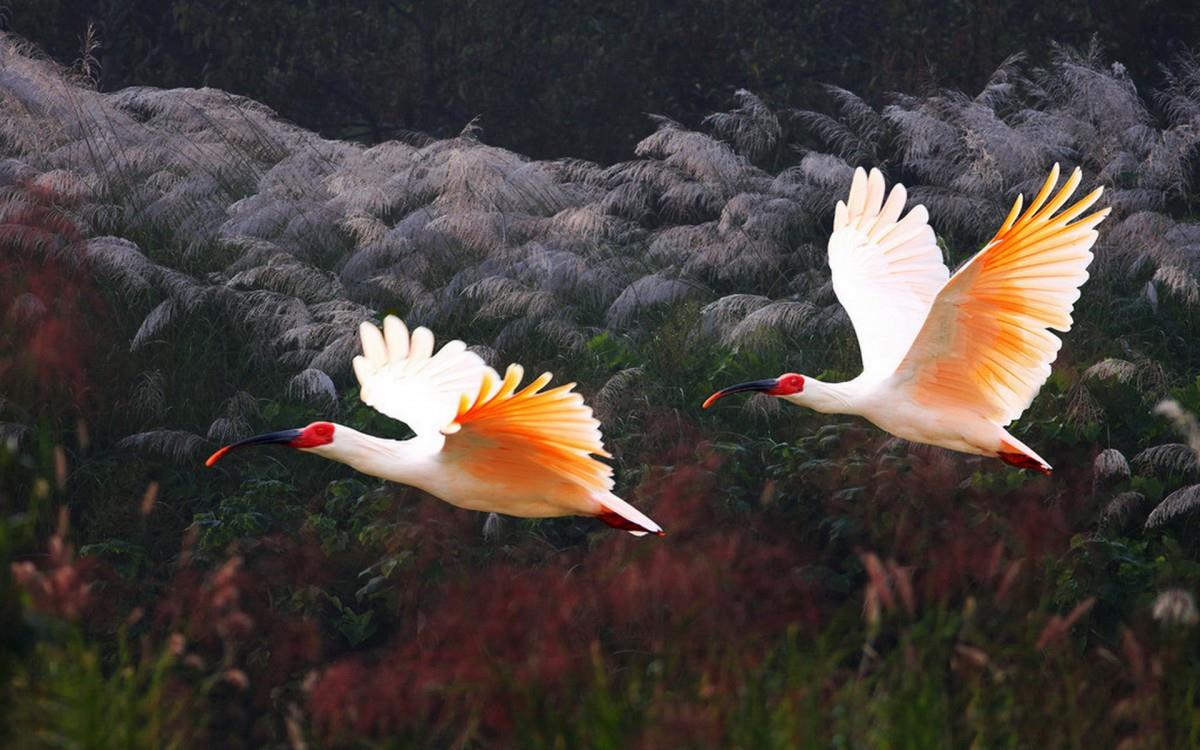 吉祥之鸟朱鹮图片