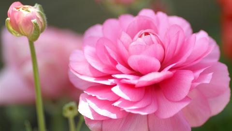 色彩艳丽的鲜花特写图片