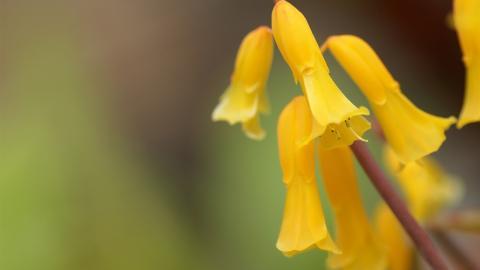 色彩艳丽的鲜花特写图片
