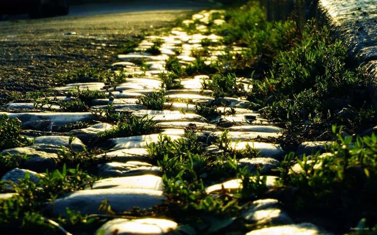 乡间小道风景图片