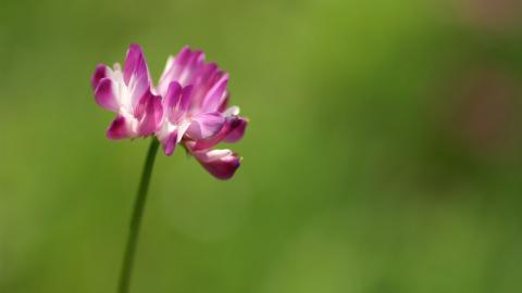 色彩艳丽的鲜花特写图片