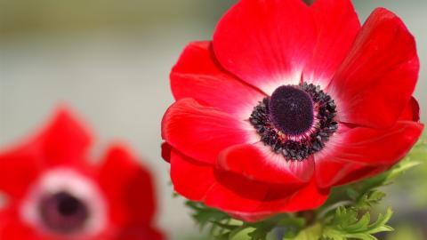 色彩艳丽的鲜花特写图片