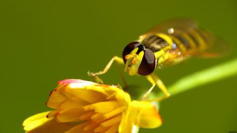 高清蜜蜂与花儿图片