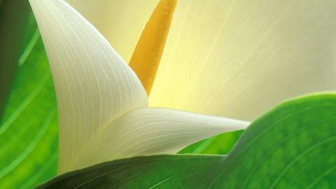 清新柔美的海芋花图片