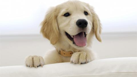 金毛寻回犬图片