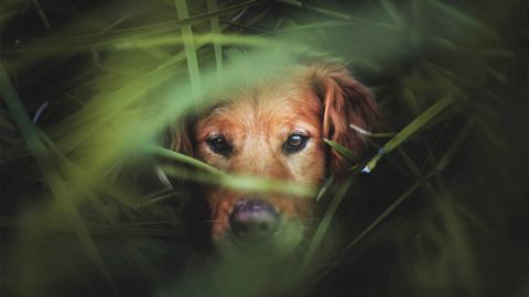 金毛寻回犬图片