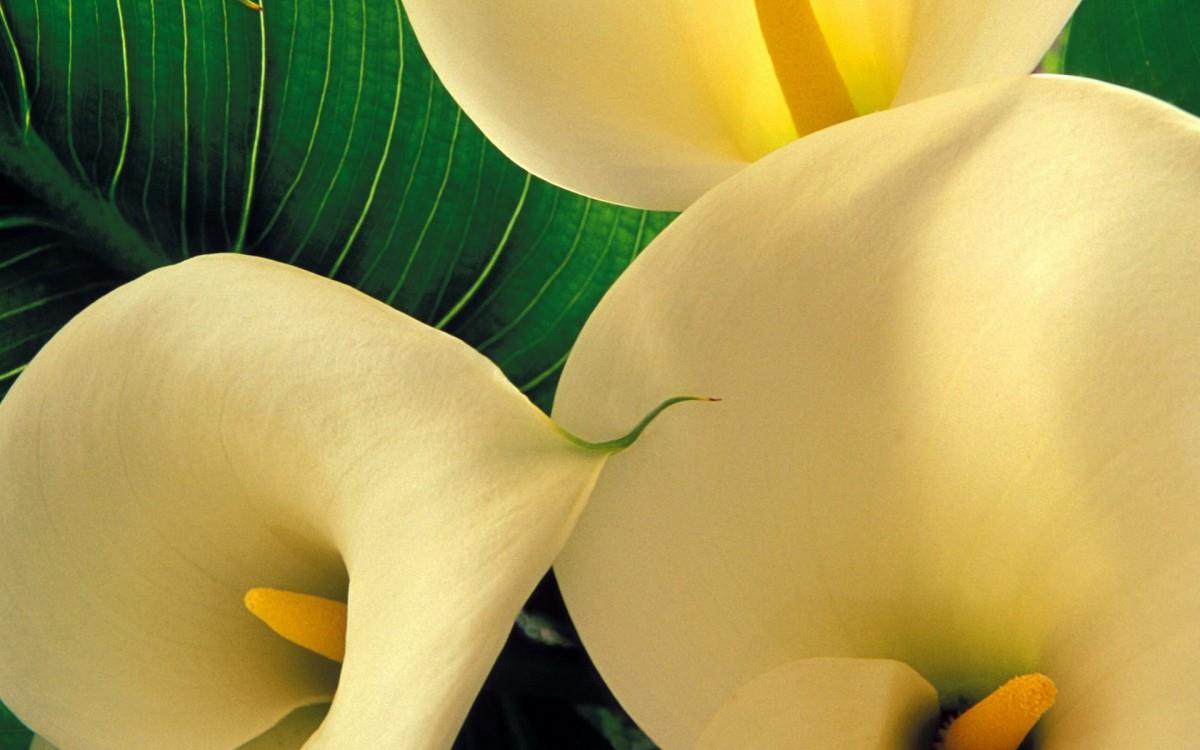 清新柔美的海芋花图片