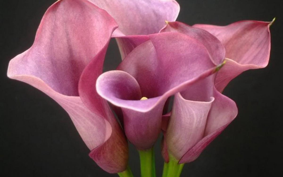 清新柔美的海芋花图片