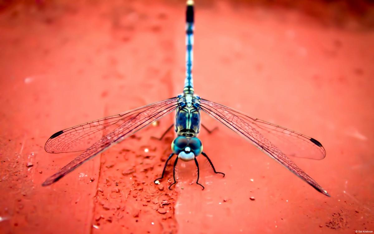 春天各色各样的小昆虫图片