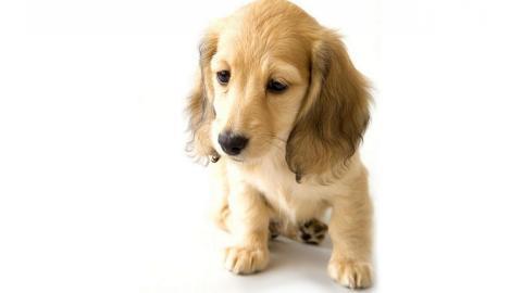 金毛寻回犬图片