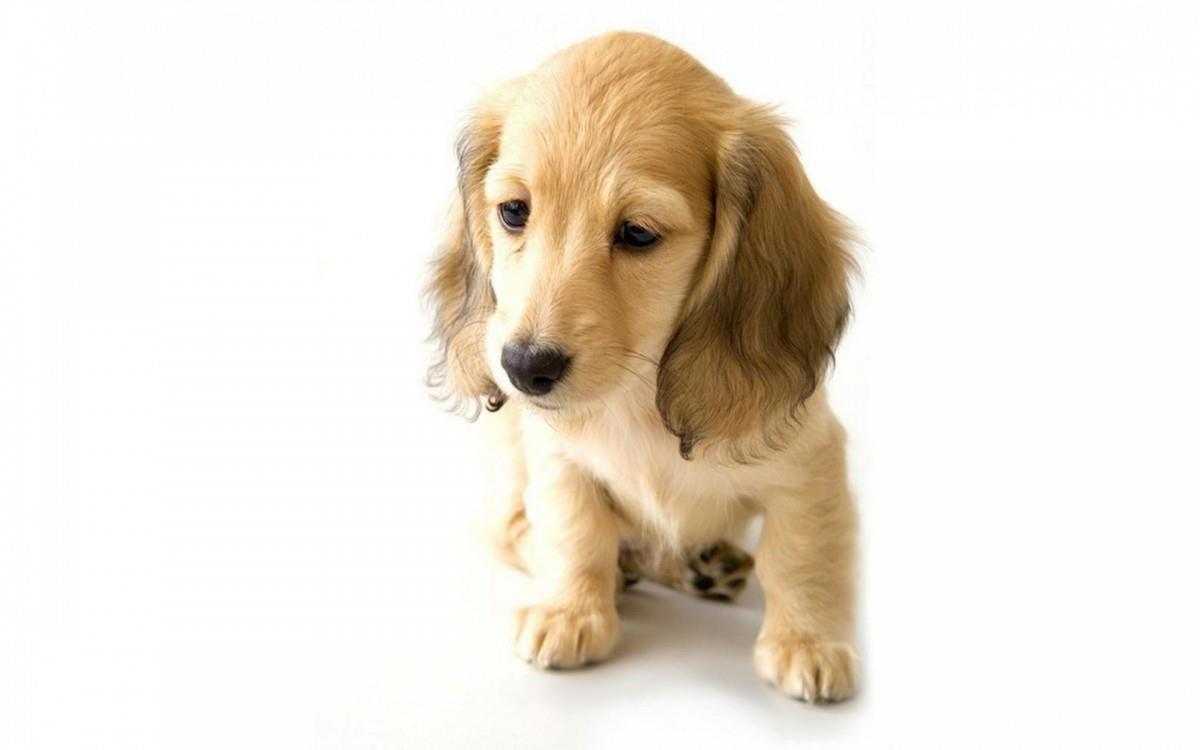 金毛寻回犬图片