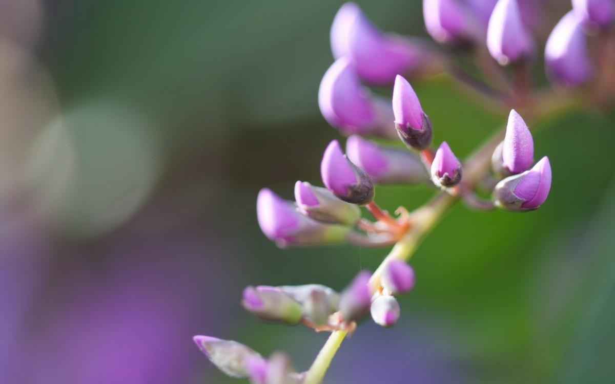 娇艳欲滴的花卉图片