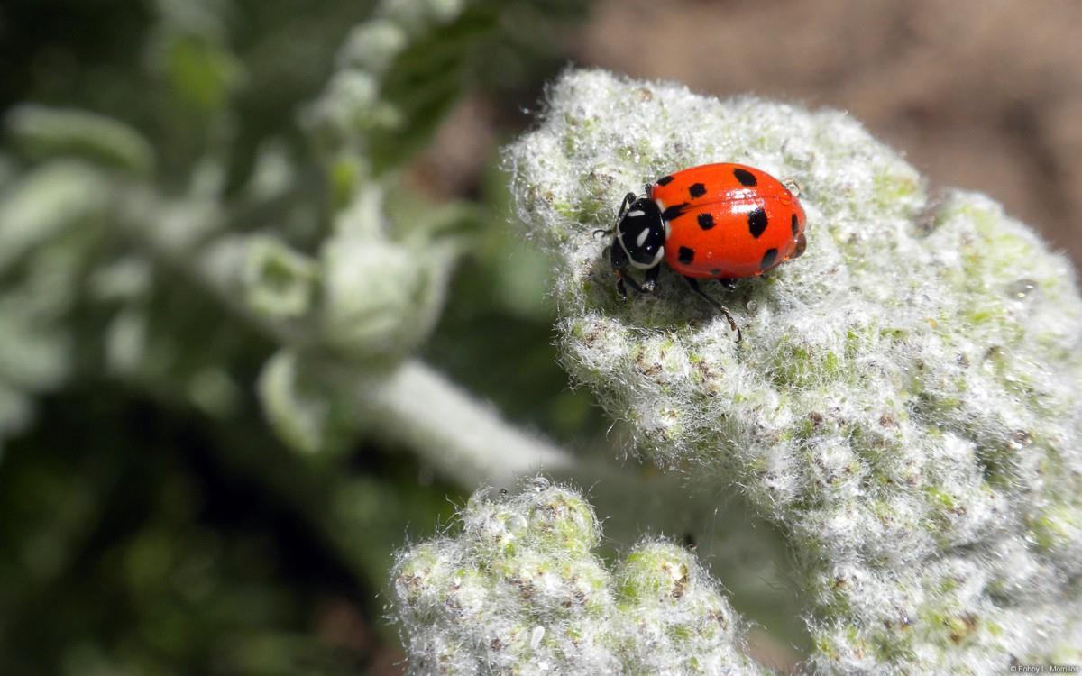 春天各色各样的小昆虫图片
