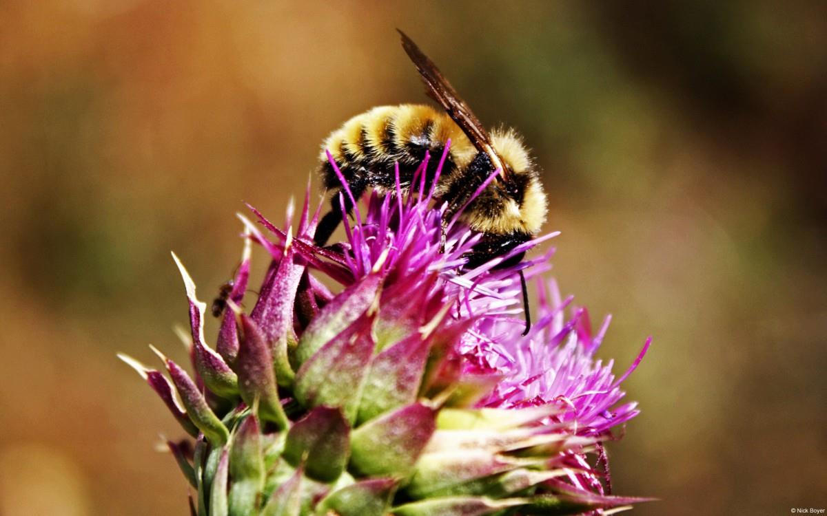 春天各色各样的小昆虫图片