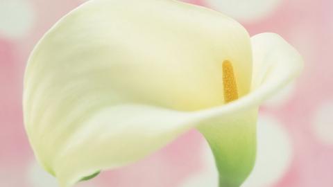 清新柔美的海芋花图片