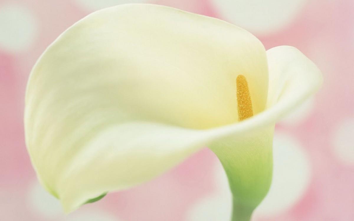 清新柔美的海芋花图片