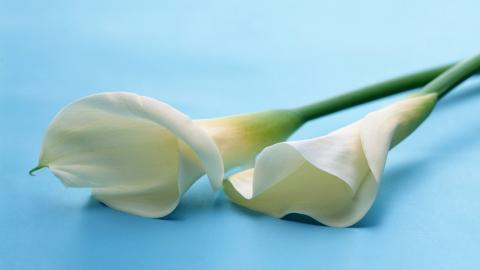 清新柔美的海芋花图片